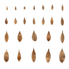 These leaves look like a fire frame. I collected them in autumn forest.  