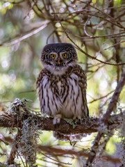 Obraz premium Pygmy Owl (Glaucidium passerinum) in a natural habitat
