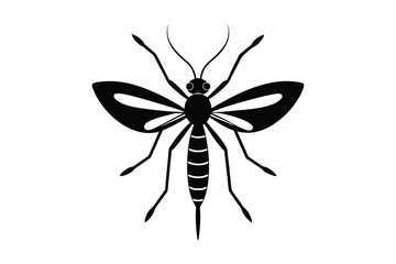 mosquito isolated on white background.