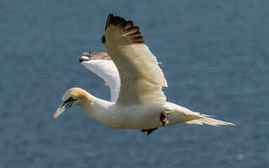 Northern Gannet on breeding rocks of Bempton cliffs, UK