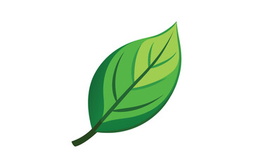 green leaf isolated on white