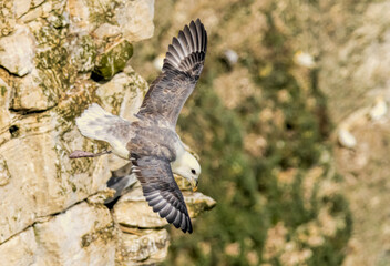 Northern Fulmar on breeding rocks of Bempton cliffs, UK