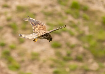 Common Kestrel falcon flying and hunting