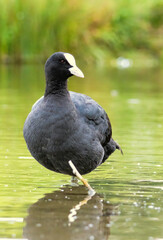 Coot (Fulica atra) in a natural habitat