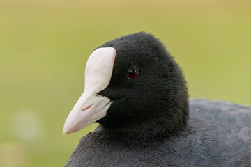 Coot (Fulica atra) in a natural habitat