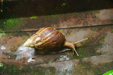 Close up photo of a snail walking on a roof tile