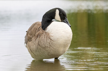 Canada Goose (Branta canadensis) close up