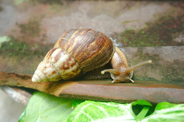 Close up photo of a snail walking on a roof tile