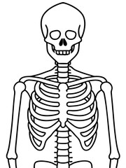 Line art of a skeleton. Vector illustration 