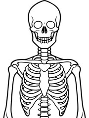 Line art of a skeleton. Vector illustration 