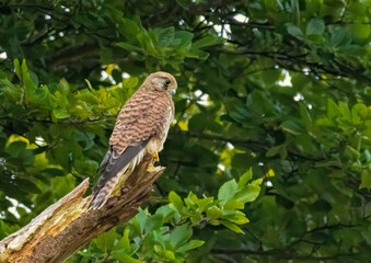 Common Kestrel falcon flying and hunting