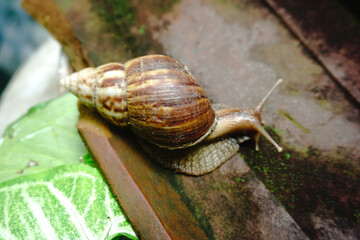 Close up photo of a snail walking on a roof tile