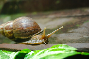 Close up photo of a snail walking on a roof tile