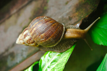 Close up photo of a snail walking on a roof tile