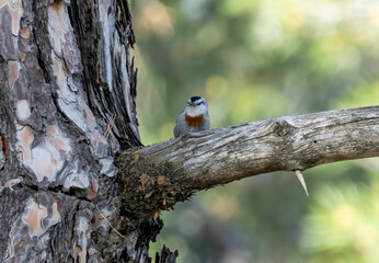 Krupper`s Nuthatch from Middle East in pine forest