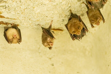 A group of bats sitting in the day under bridge