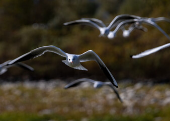 Black-headed Gull (Chroicocephalus ridibundus) in a natural habitat