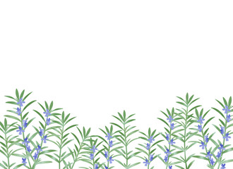 水彩風　ローズマリーの背景イラスト