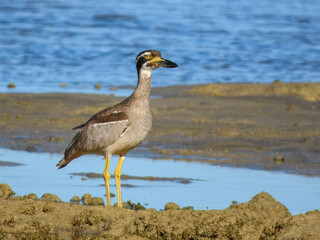 Beach Thick-knee (Esacus neglectus) in Australia