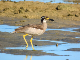 Beach Thick-knee (Esacus neglectus) in Australia