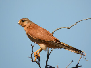 Nankeen Kestrel (Falco cenchroides) in Australia