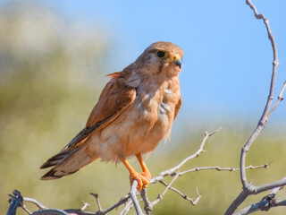 Nankeen Kestrel (Falco cenchroides) in Australia