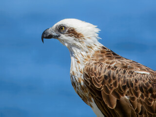 Osprey (Pandion haliaetus) in Australia