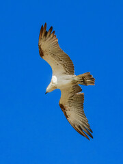 Osprey (Pandion haliaetus) in Australia