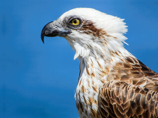 Osprey (Pandion haliaetus) in Australia