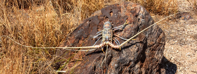 Painted Crayfish (Panulirus versicolor) in Australia