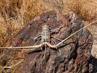 Painted Crayfish (Panulirus versicolor) in Australia