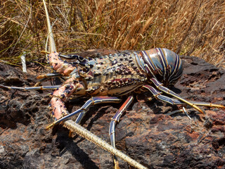 Painted Crayfish (Panulirus versicolor) in Australia