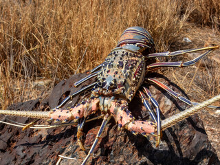Painted Crayfish (Panulirus versicolor) in Australia