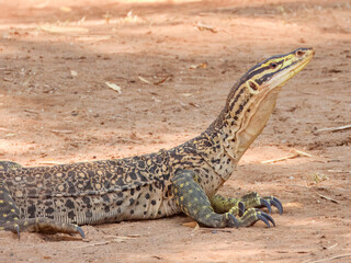 Sand Goanna (Varanus gouldii) in Australia