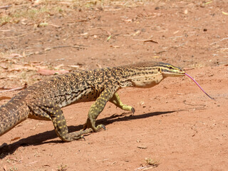 Sand Goanna (Varanus gouldii) in Australia