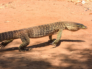 Sand Goanna (Varanus gouldii) in Australia