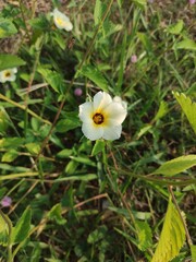 yellow flower in the garden