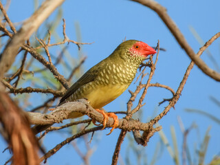 Star Finch (Neochmia ruficauda) in Australia