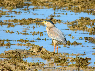 Striated Heron (Butorides striatus) in Australia