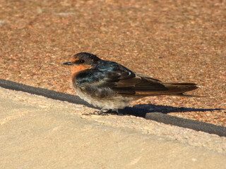 Welcome Swallow (Hirundo neoxena) in Australia