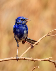 Naklejka premium White-winged Fairy-wren (Malurus leucopterus) in Australia