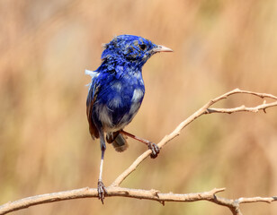 White-winged Fairy-wren (Malurus leucopterus) in Australia