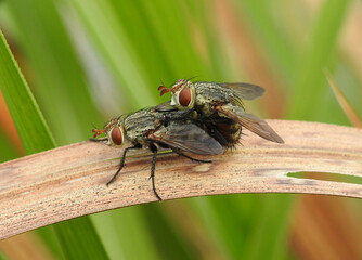 Two black flies are mating on a leaf