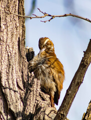 chinchero woodcreeper native bird of South America