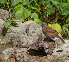 a female Molothrus bonariensis known as the blackbird