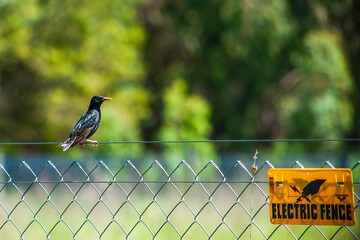 Starling on an Electric Fence