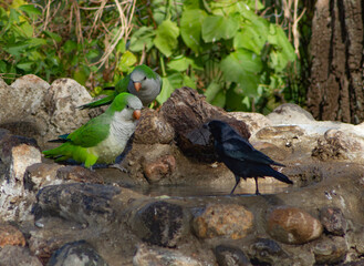 Two parrots and a thrush in the pond