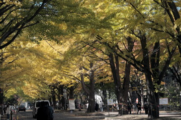 北海道の美しいイチョウ並木