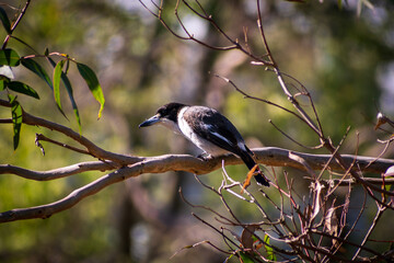 Grey Butcherbird on a Branch