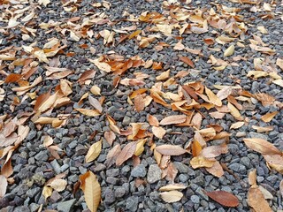 leaves on the ground
